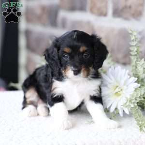 Brynn, Cavapoo Puppy